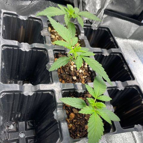 AK 47 growlog timeline photo