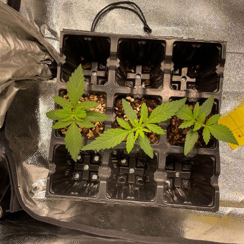 AK 47 growlog timeline photo