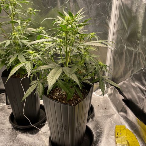 Super Skunk Speed Race growlog timeline photo