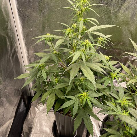 Super Skunk Speed Race growlog timeline photo