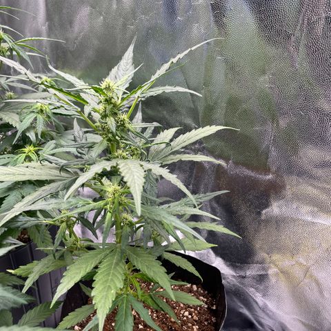 Super Skunk Speed Race growlog timeline photo
