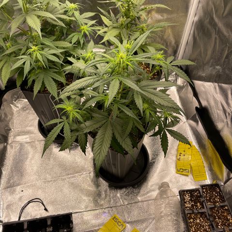 Super Skunk Speed Race growlog timeline photo