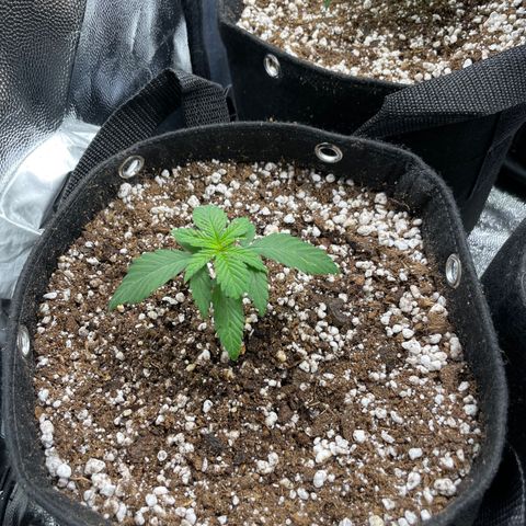 AK 47 growlog timeline photo