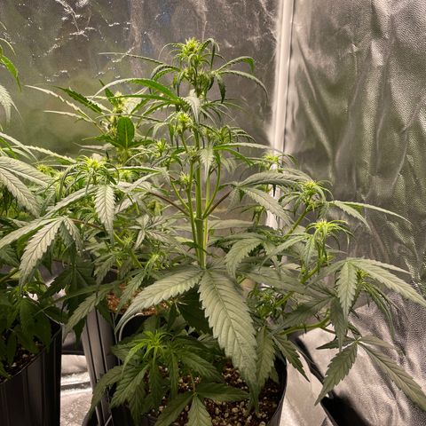 Super Skunk Speed Race growlog timeline photo