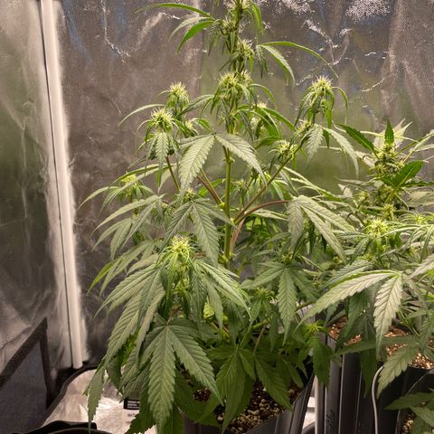 Super Skunk Speed Race growlog timeline photo