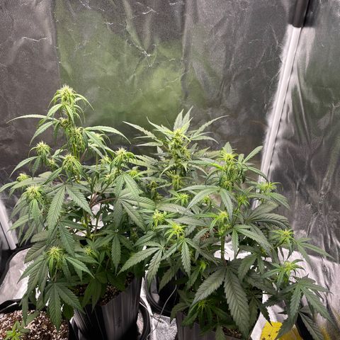 Super Skunk Speed Race growlog timeline photo