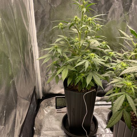 Super Skunk Speed Race growlog timeline photo