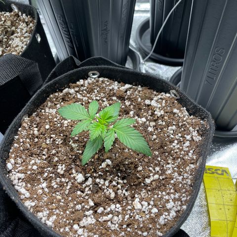 AK 47 growlog timeline photo