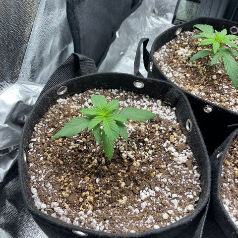 AK 47 growlog timeline photo