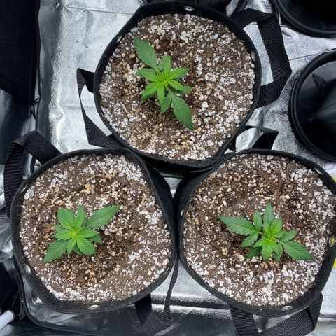 AK 47 growlog timeline photo