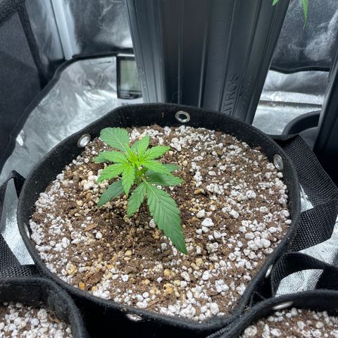 AK 47 growlog timeline photo