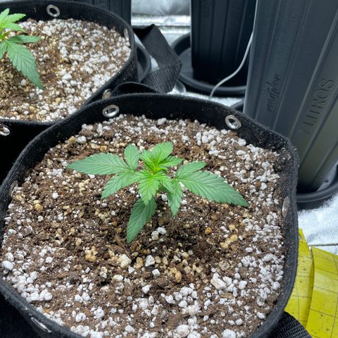 AK 47 growlog timeline photo
