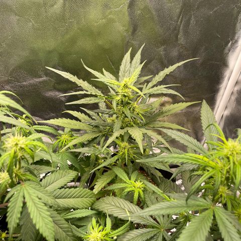 Super Skunk Speed Race growlog timeline photo