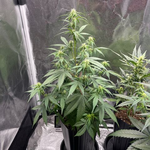 Super Skunk Speed Race growlog timeline photo