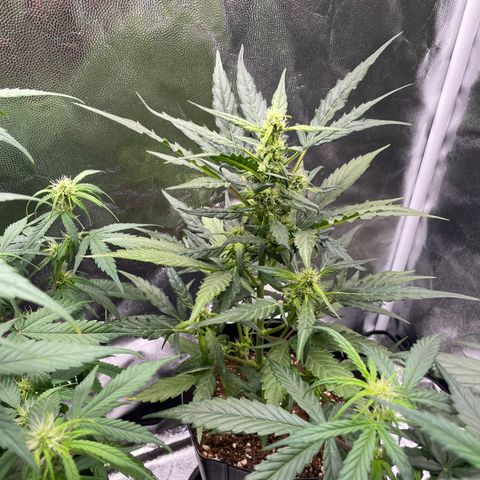Super Skunk Speed Race growlog timeline photo