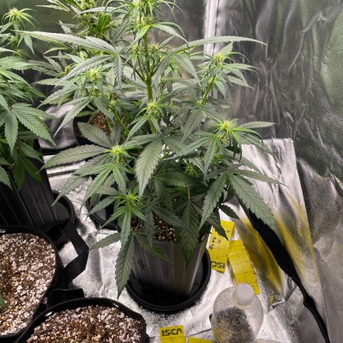 Super Skunk Speed Race growlog timeline photo