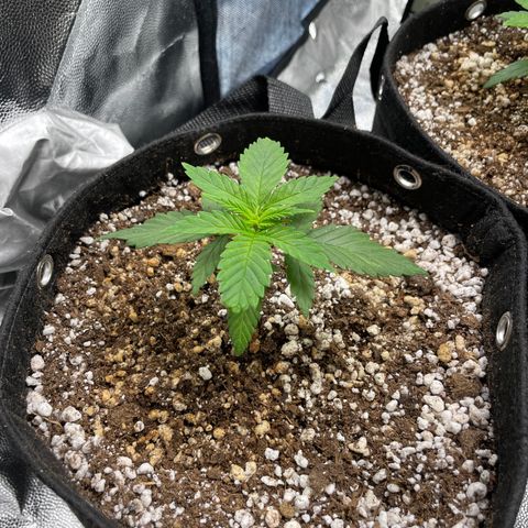 AK 47 growlog timeline photo