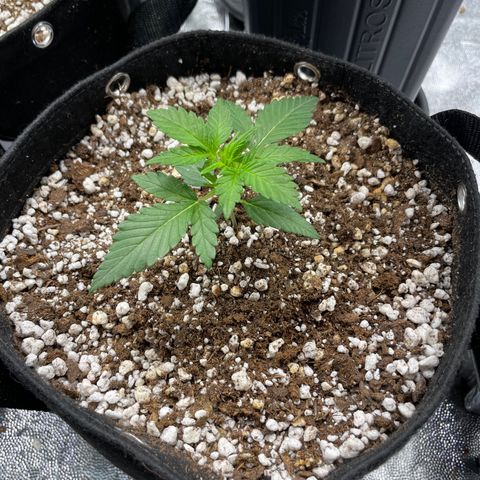 AK 47 growlog timeline photo