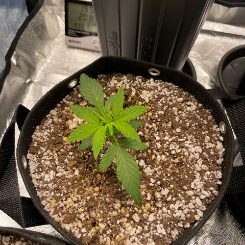 AK 47 growlog timeline photo