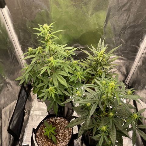 Super Skunk Speed Race growlog timeline photo