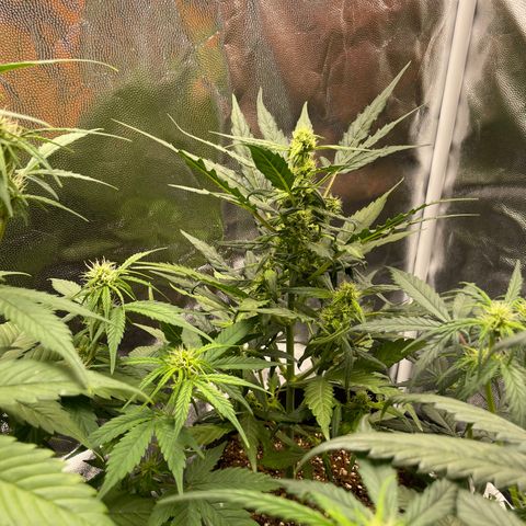 Super Skunk Speed Race growlog timeline photo