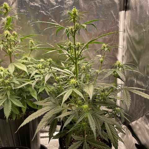 Super Skunk Speed Race growlog timeline photo