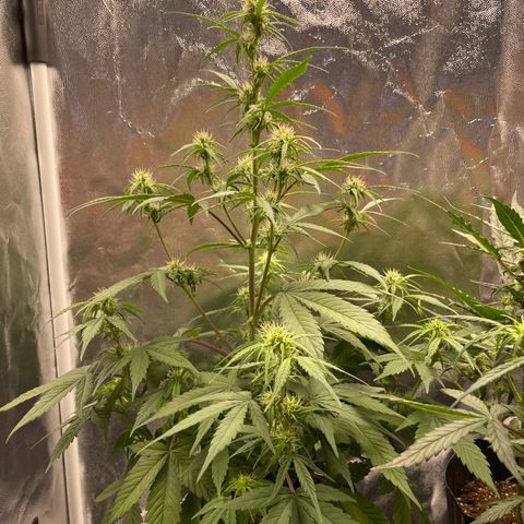 Super Skunk Speed Race growlog timeline photo
