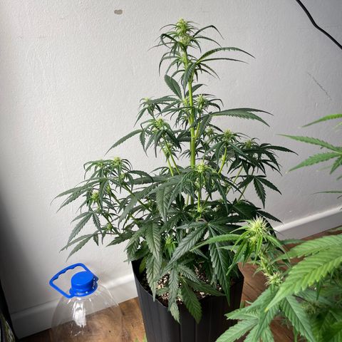 Super Skunk Speed Race growlog timeline photo