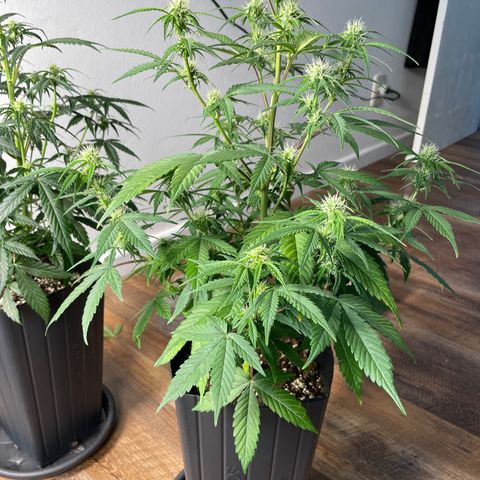 Super Skunk Speed Race growlog timeline photo