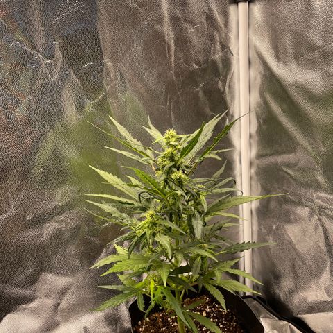 Super Skunk Speed Race growlog timeline photo