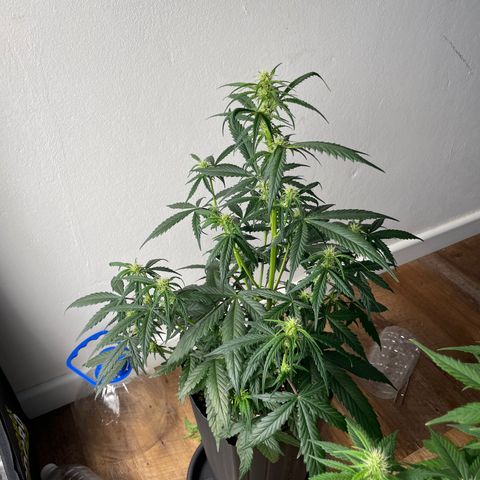 Super Skunk Speed Race growlog timeline photo