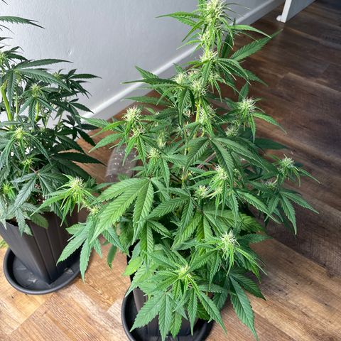Super Skunk Speed Race growlog timeline photo