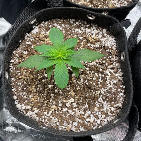 AK 47 growlog timeline photo