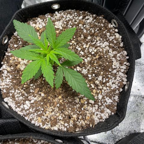 AK 47 growlog timeline photo