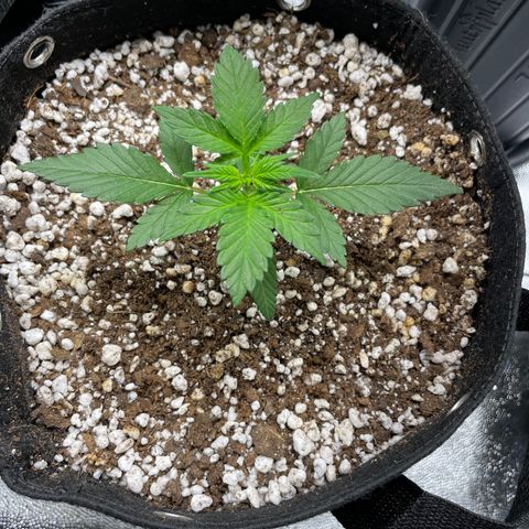 AK 47 growlog timeline photo