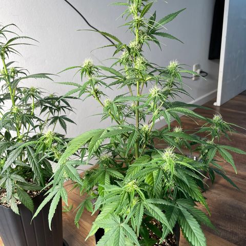 Super Skunk Speed Race growlog timeline photo