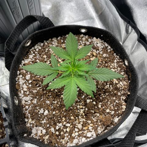 AK 47 growlog timeline photo