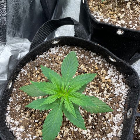 AK 47 growlog timeline photo