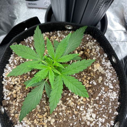 AK 47 growlog timeline photo