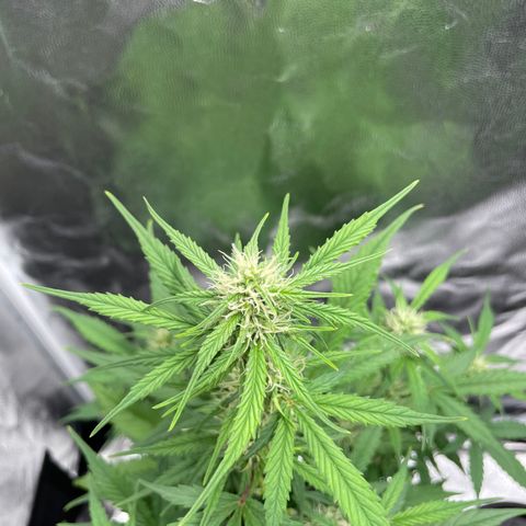 Super Skunk Speed Race growlog timeline photo