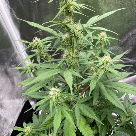 Super Skunk Speed Race growlog timeline photo