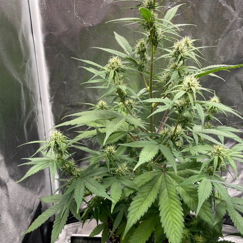 Super Skunk Speed Race growlog timeline photo