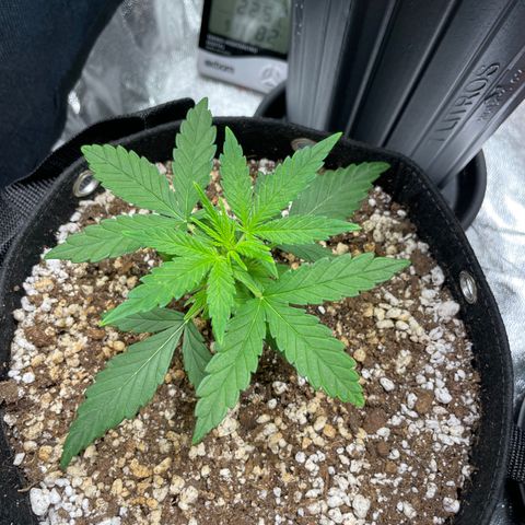 AK 47 growlog timeline photo