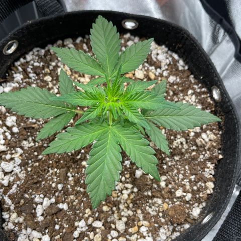 AK 47 growlog timeline photo