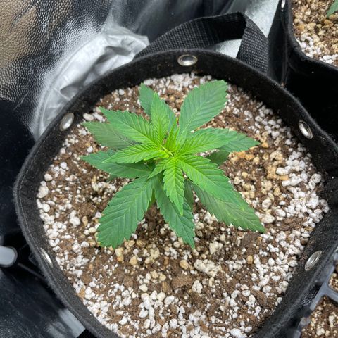 AK 47 growlog timeline photo