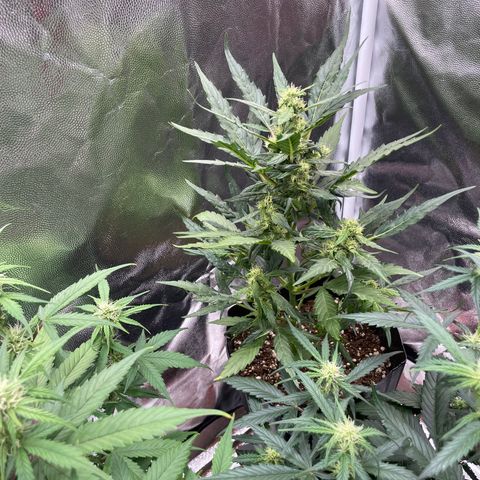 Super Skunk Speed Race growlog timeline photo