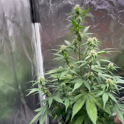 Super Skunk Speed Race growlog timeline photo