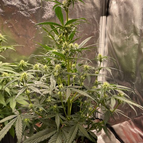 Super Skunk Speed Race growlog timeline photo