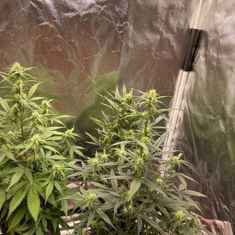 Super Skunk Speed Race growlog timeline photo
