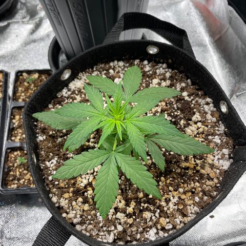 AK 47 growlog timeline photo